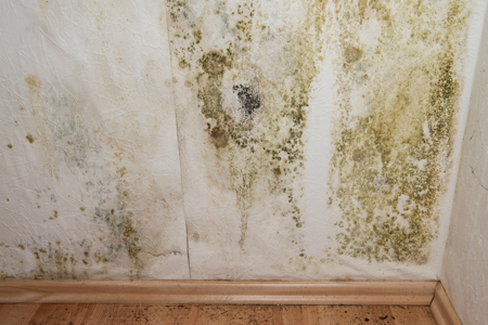 office home mold