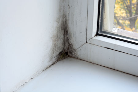 Mold In House Sonoma County