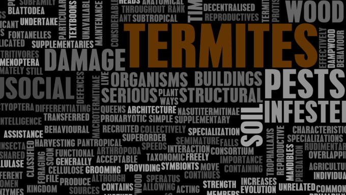 Termite Infestation: How to Control These Destructive Pests