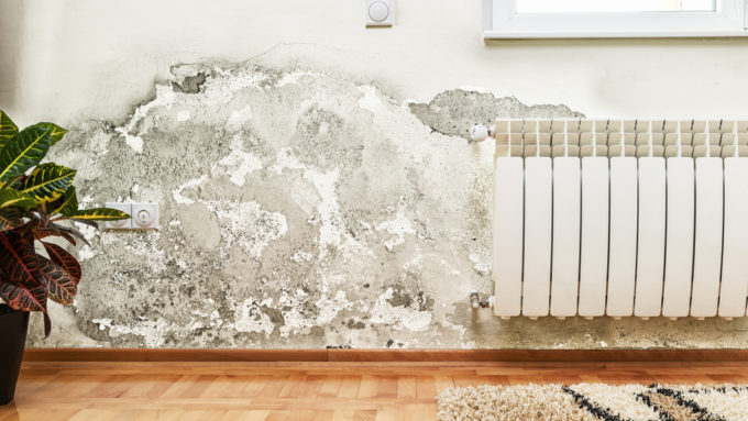 The Worst Time of Year for Mold