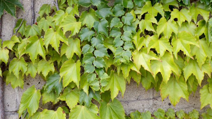 How Ivy May Be Damaging Your Home