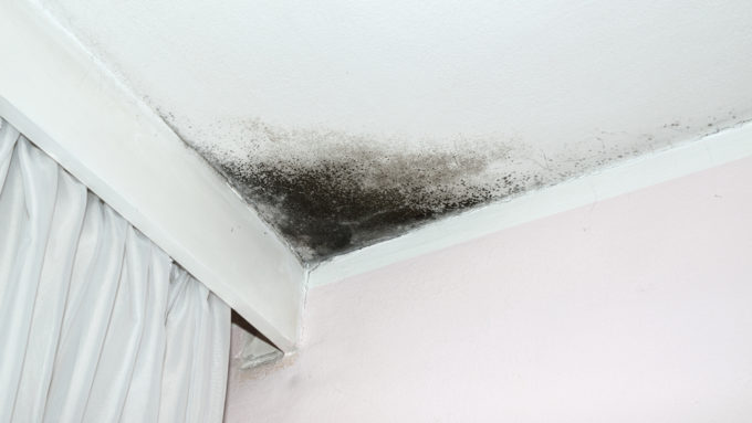 Black Mold - How to Determine if it’s Toxic Black Mold