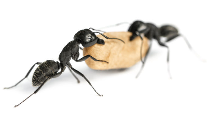 Carpenter Ants Damage Your Home, What You Need to Know