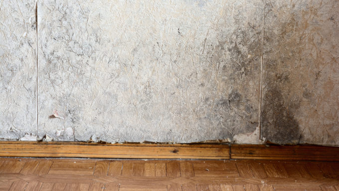 How to Maintain Safe Humidity to Reduce Mold in Your Home