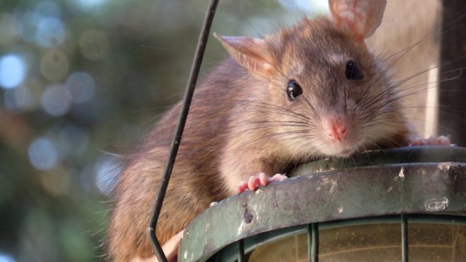 What is The Difference Between Roof Rats and Norway Rats
