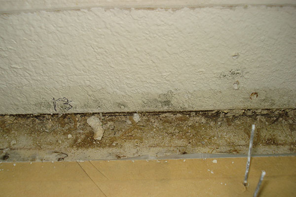 Mold Removal and repair Santa Rosa